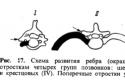 Грудные позвонки, vertebrae thoracicae и поясничные позвонки, vertebrae lumbales