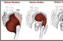 Механизм движений: мышцы, участвующие в ходьбе